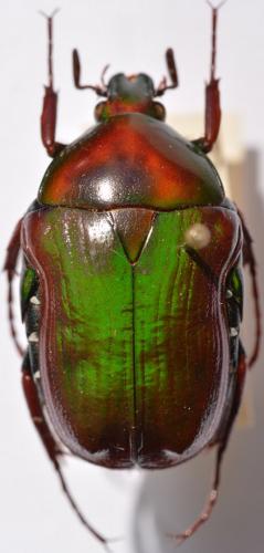 Coptomia ibityi